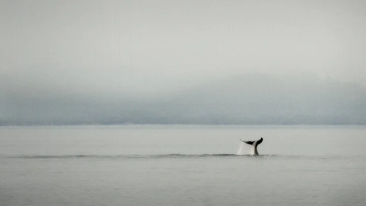 Humpback Whale Tail-Slapping off Vancouver Island.jpg