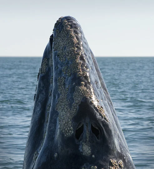 grey whale spyhop