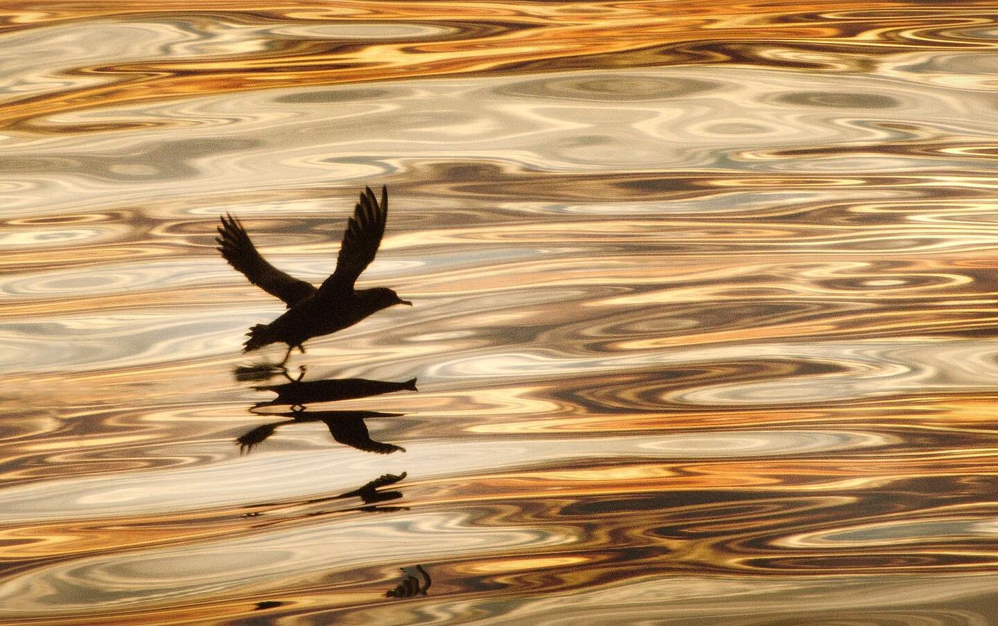 Great Shearwater taking off from a golden sunset sea, Bay of Fundy, Canada