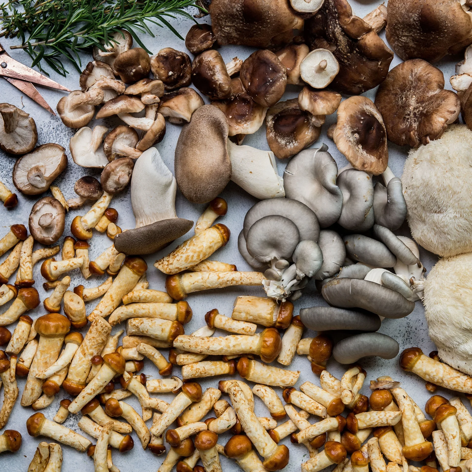Mycopolitan-shrooms.jpg