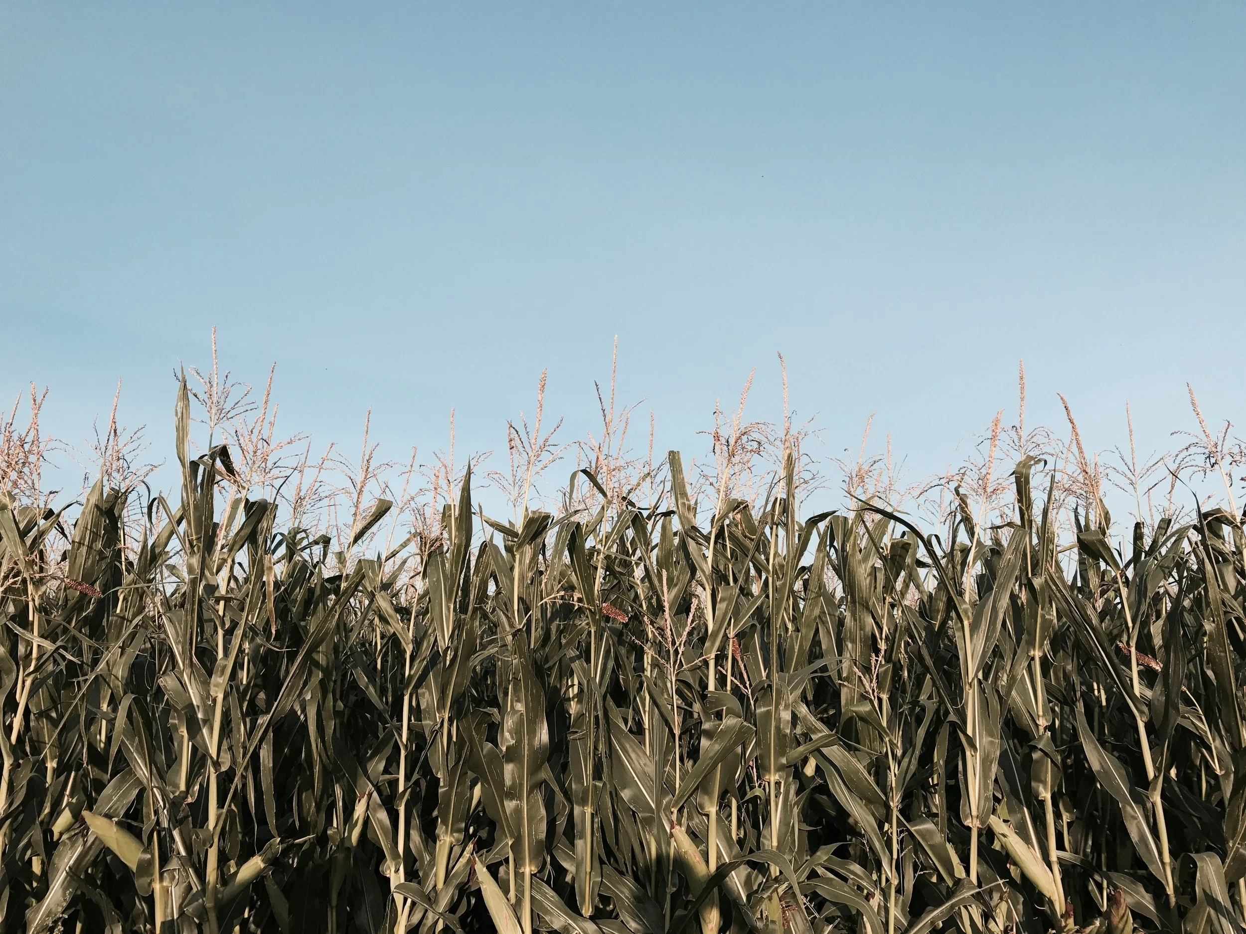 cornfield.jpg