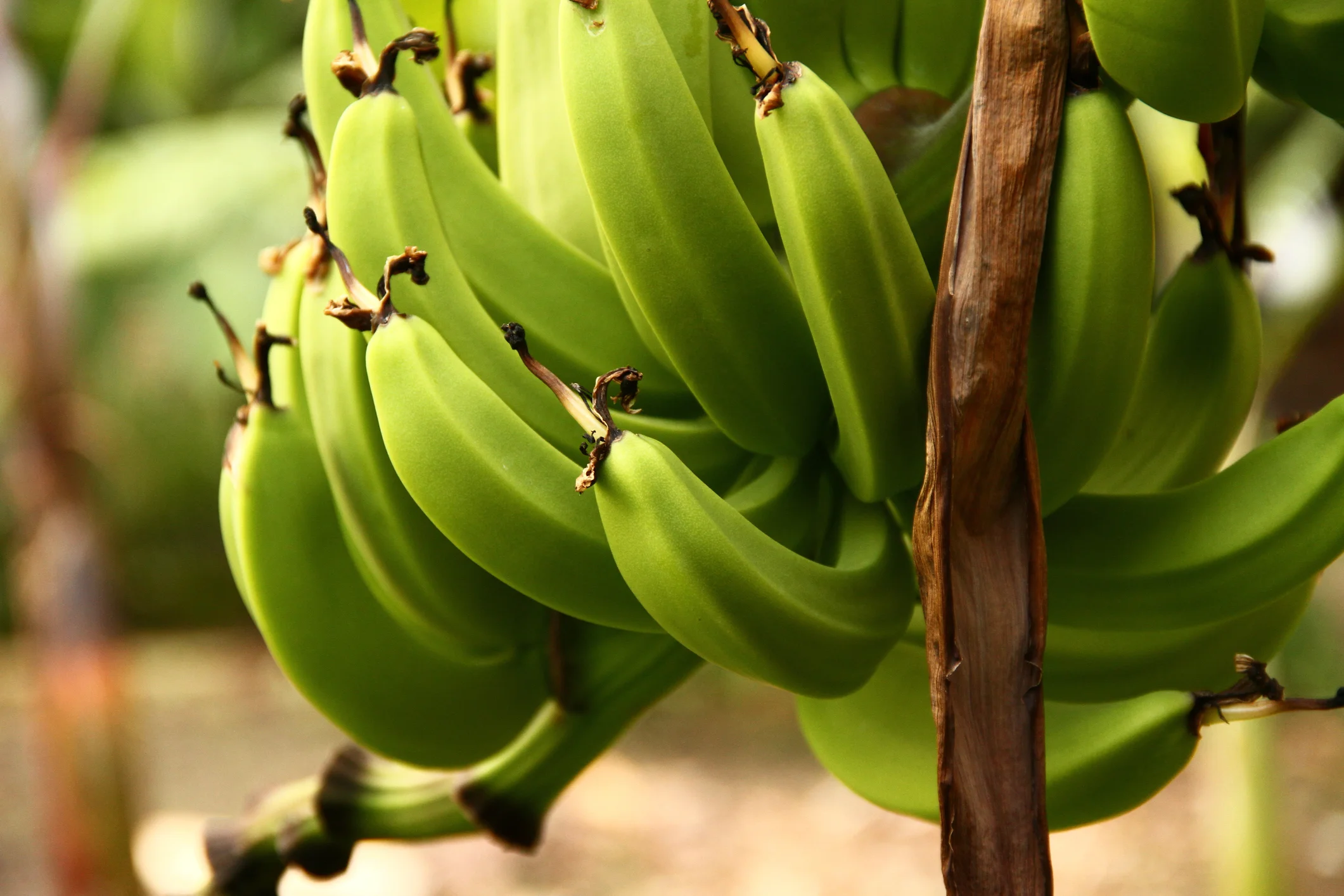 kochbanane-wissen-und-zubereitung.jpg