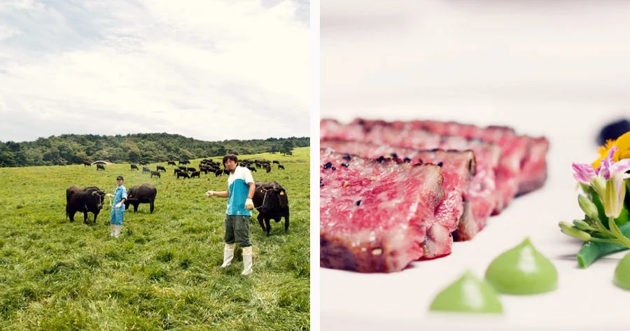 Wellness-Behandlung für zartes Fleisch: Den Wagyu-Rindern geht´s richtig gut