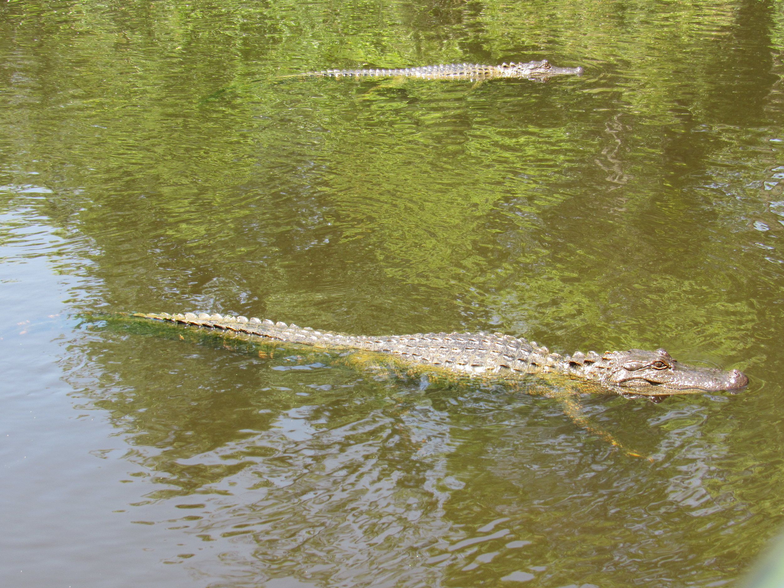 cajun pride swamp tour groupon
