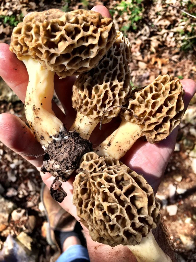 The MOREL of the Story