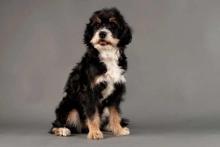 Mishka &amp; Remington