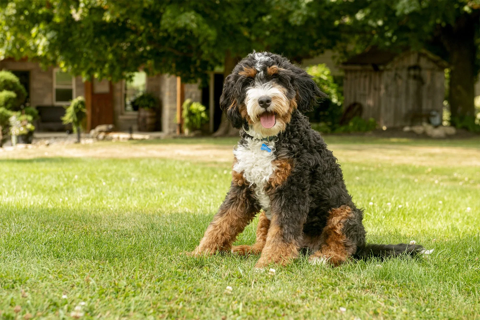 Milo.webp