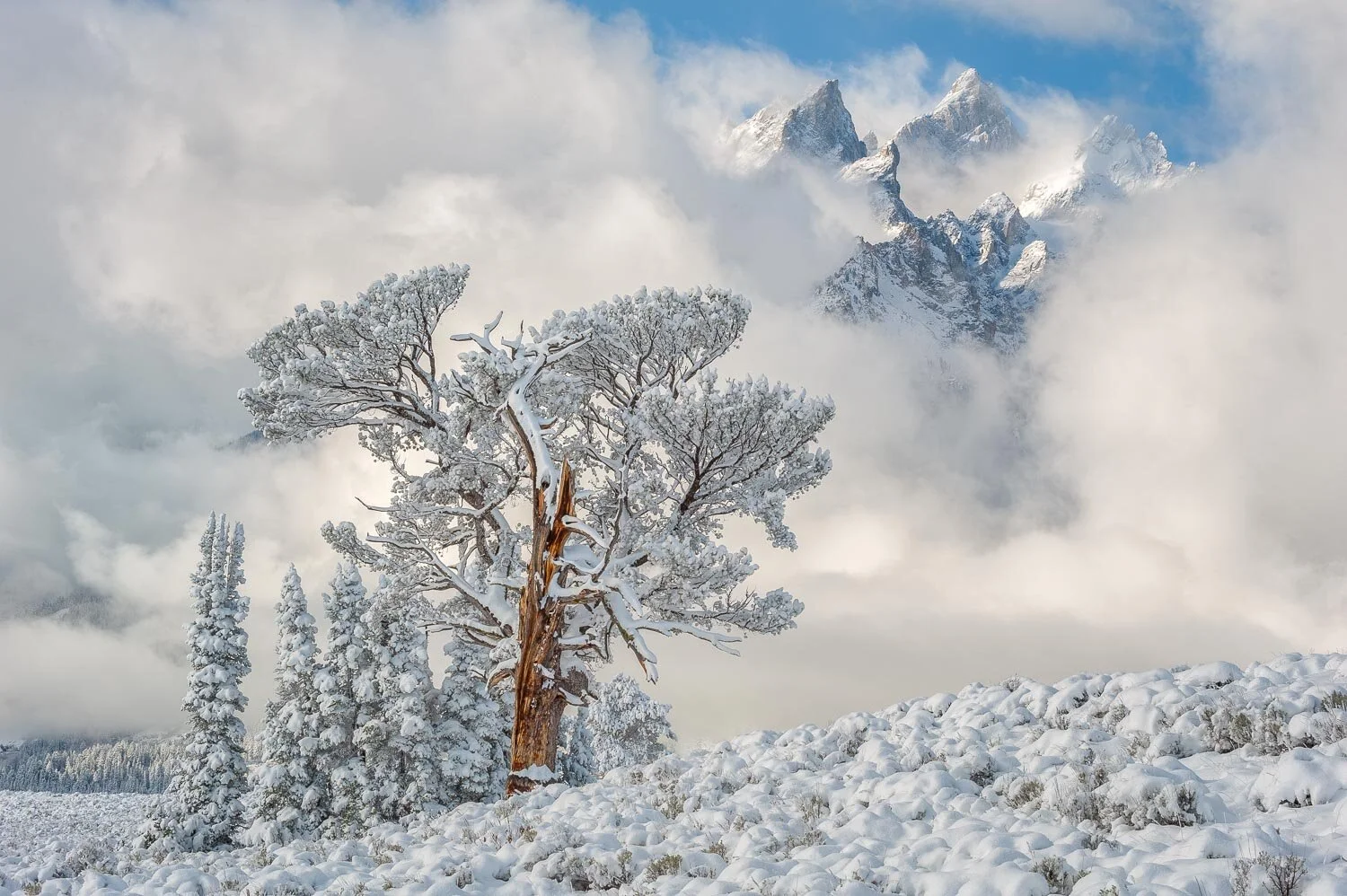 CANVAS 32X48 Pat-1-2.jpg