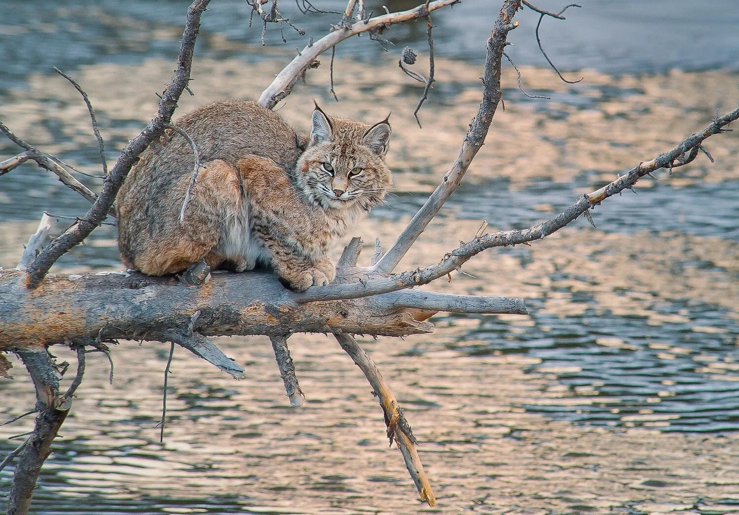 ynp 2-14-236-Edit-Edit-Edit-Edit-Edit-1.jpg