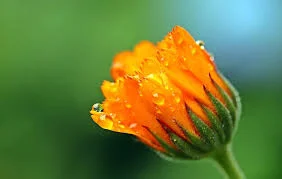 Calendula 2.jpg