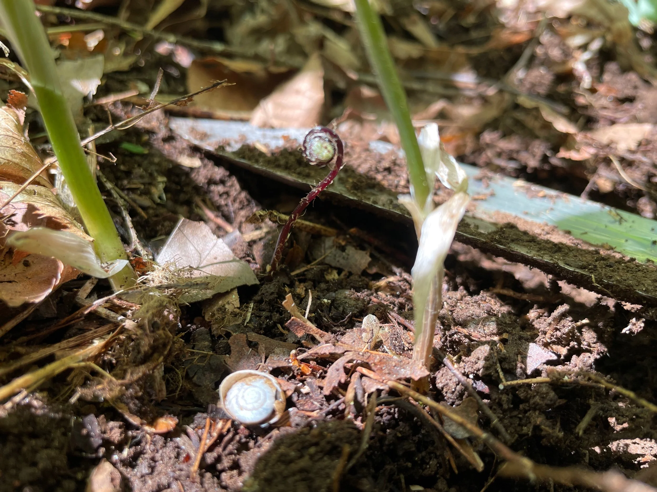 emerging herbal consultations