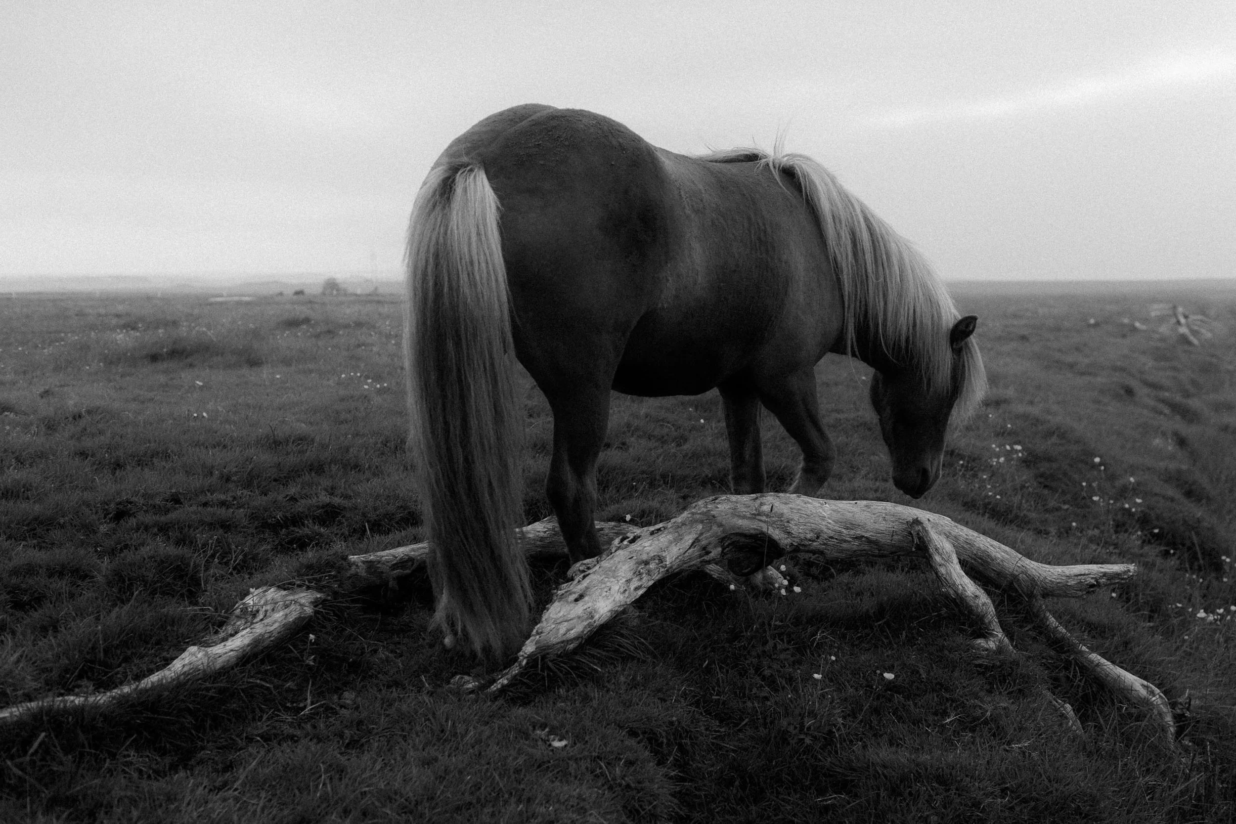 Icelandic-horses-wedding-photography-everbay-1.jpg