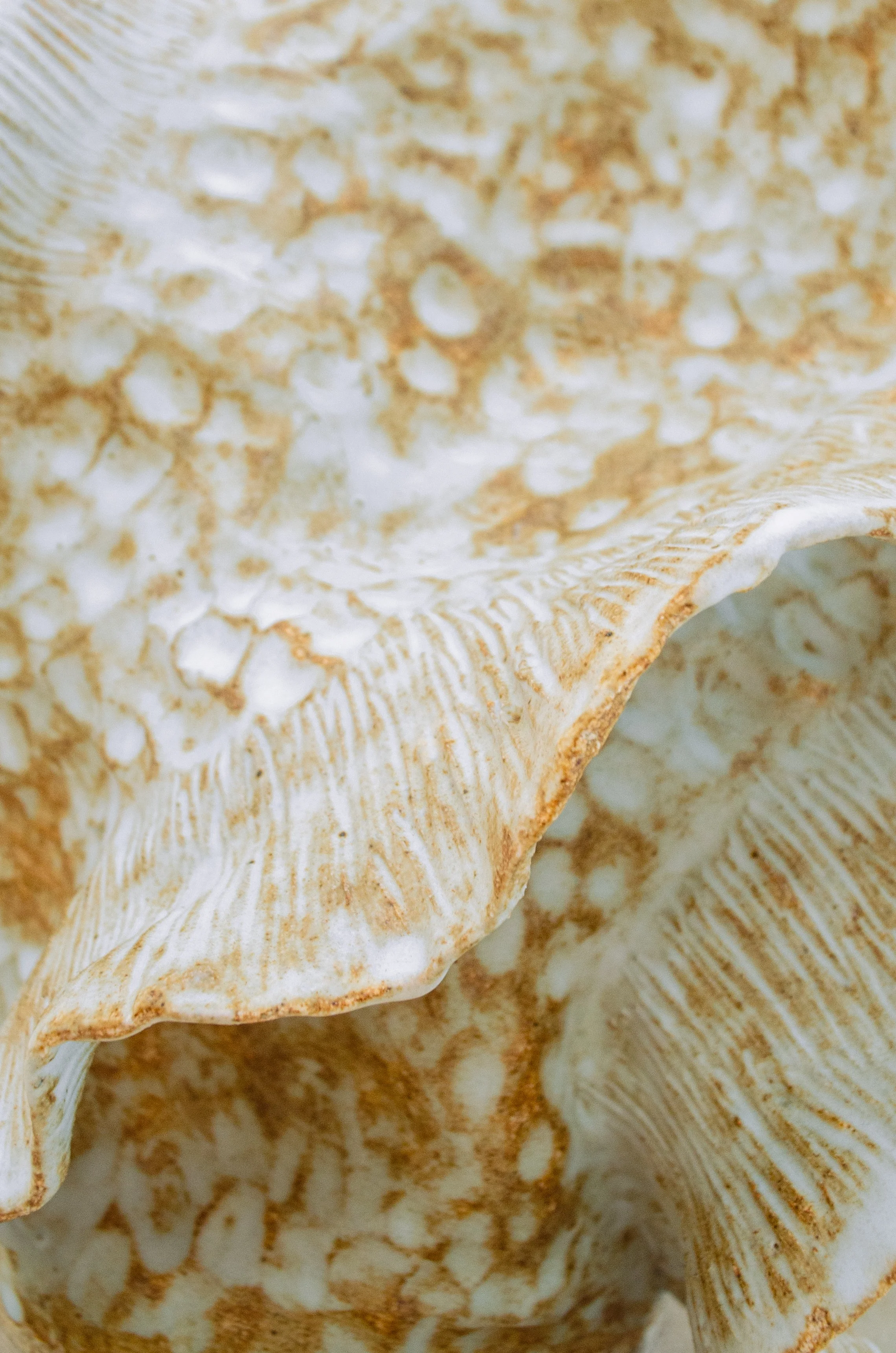 fossil03i.jpg