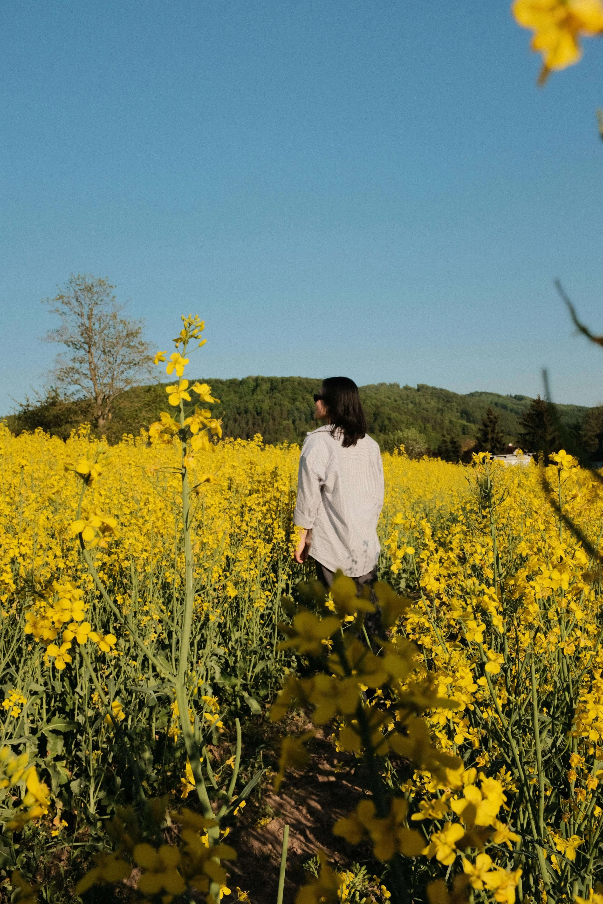 Person walking mindfully through field of yellow flowers with mountains in background, representing present-moment awareness taught in mindfulness counseling in Asheville, NC and acceptance and commitment therapy in Asheville, NC
