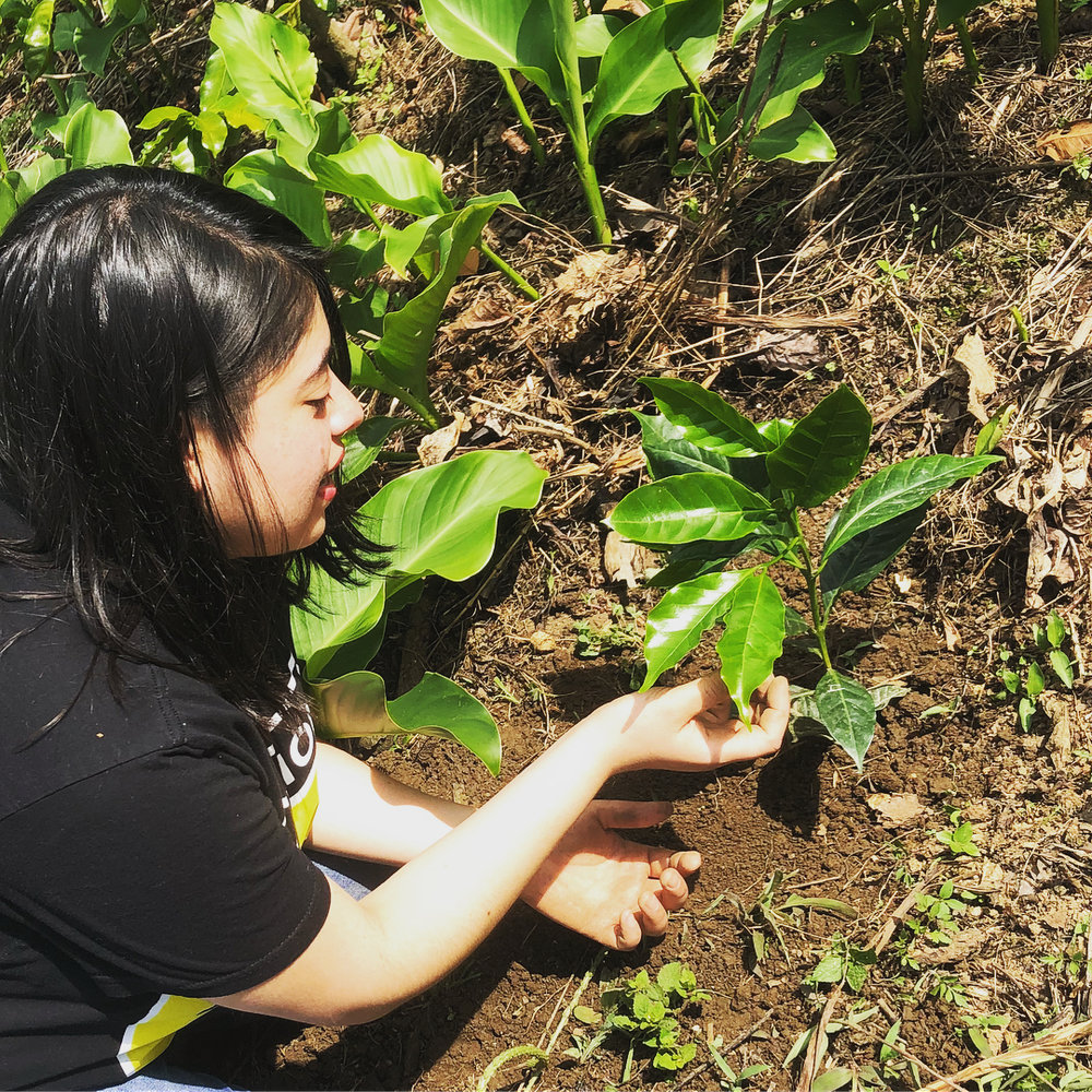 Mayra plant coffee in Chiapas.jpg