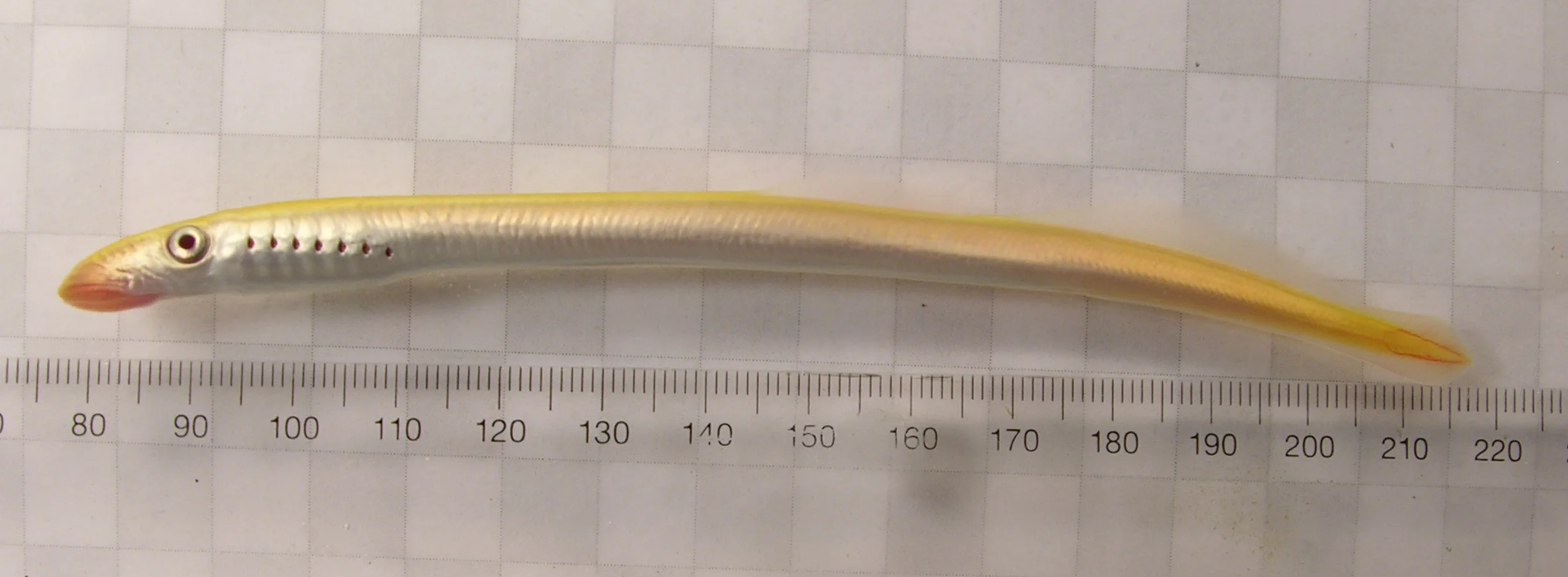 White LS 041708a.JPG