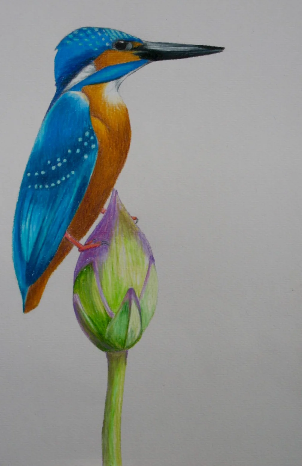 Blue Kingfisher 