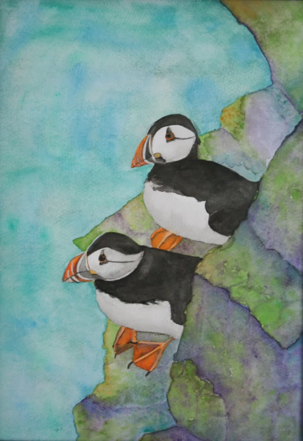 Nesting Puffins 