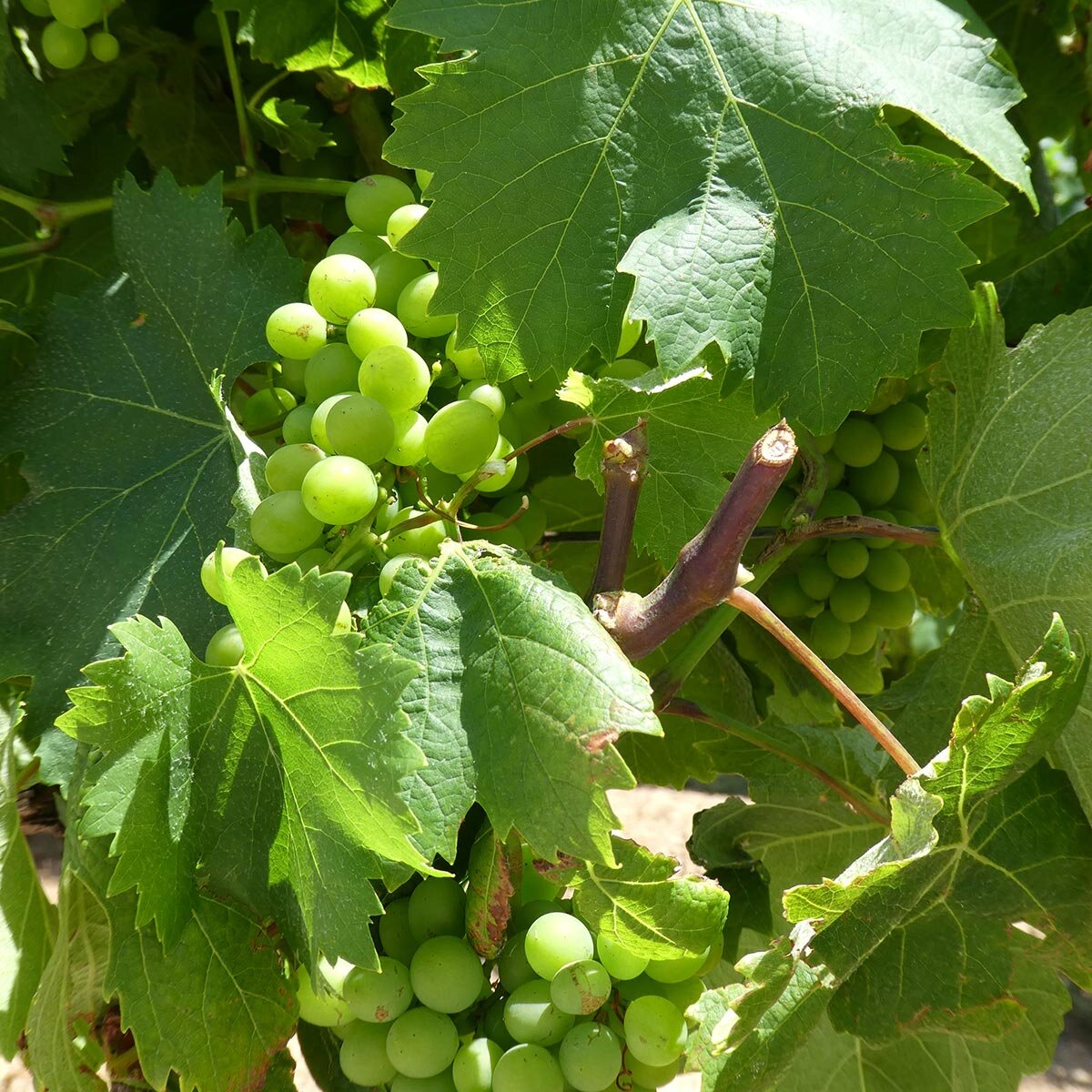 grapes at Vigne Surrau Arzachena.jpg