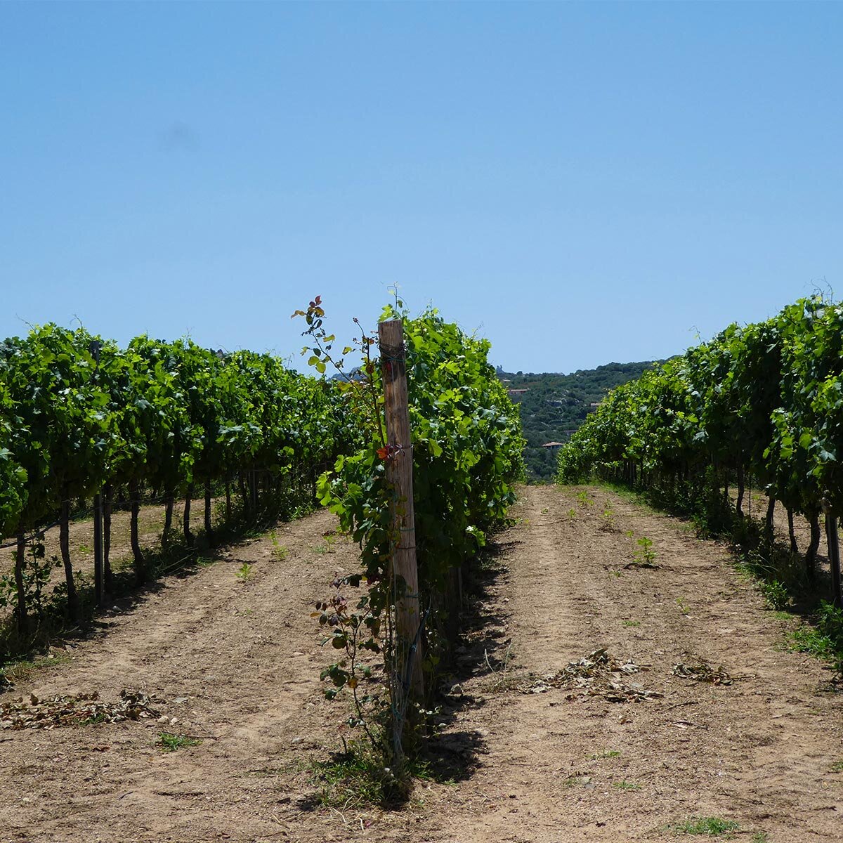 vines at Vigne Surrau.jpg