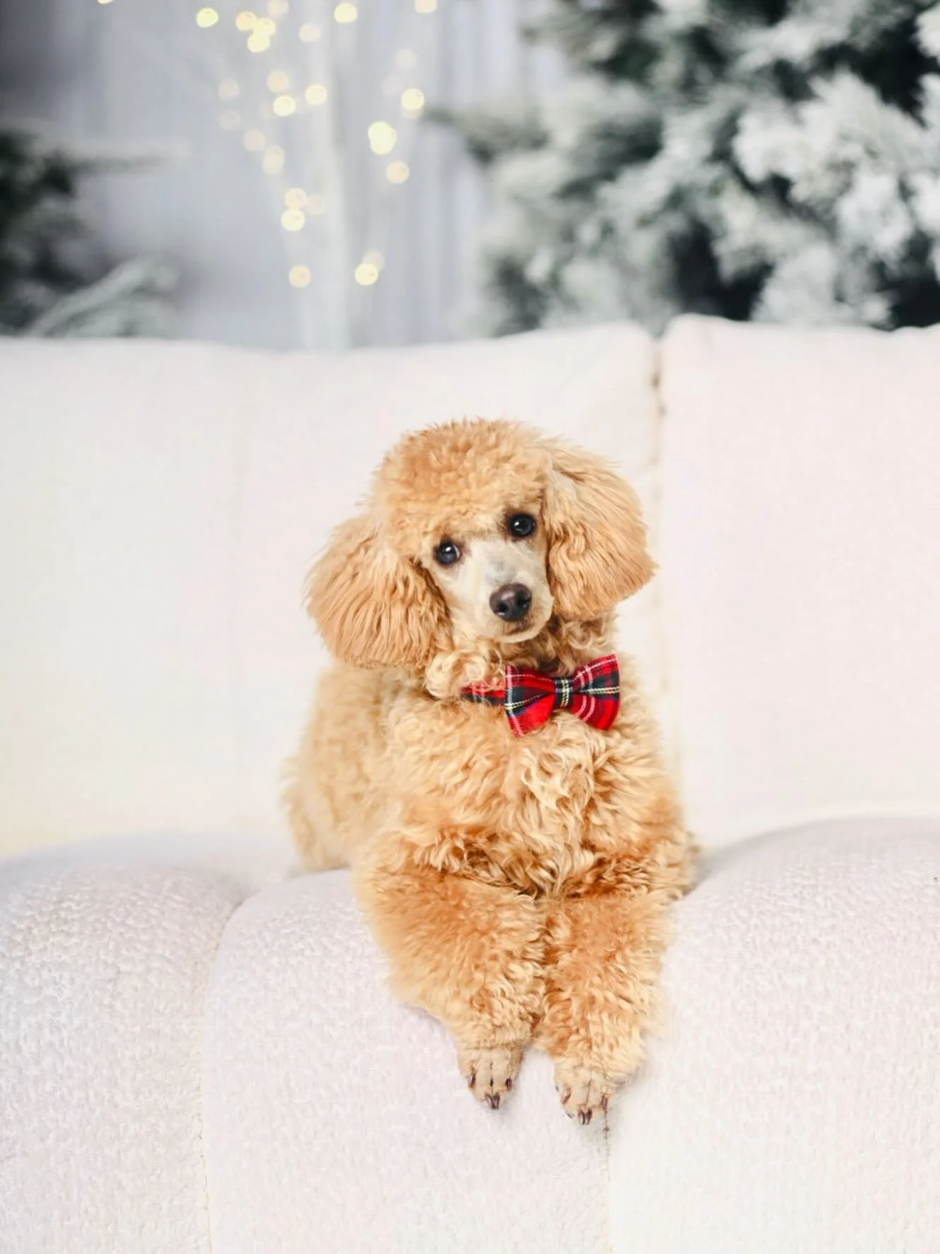 Christmas portraits aren&rsquo;t just for people! 🐶🎄
Turn your pet&rsquo;s holiday photos into a keepsake portrait book you&rsquo;ll cherish every season!