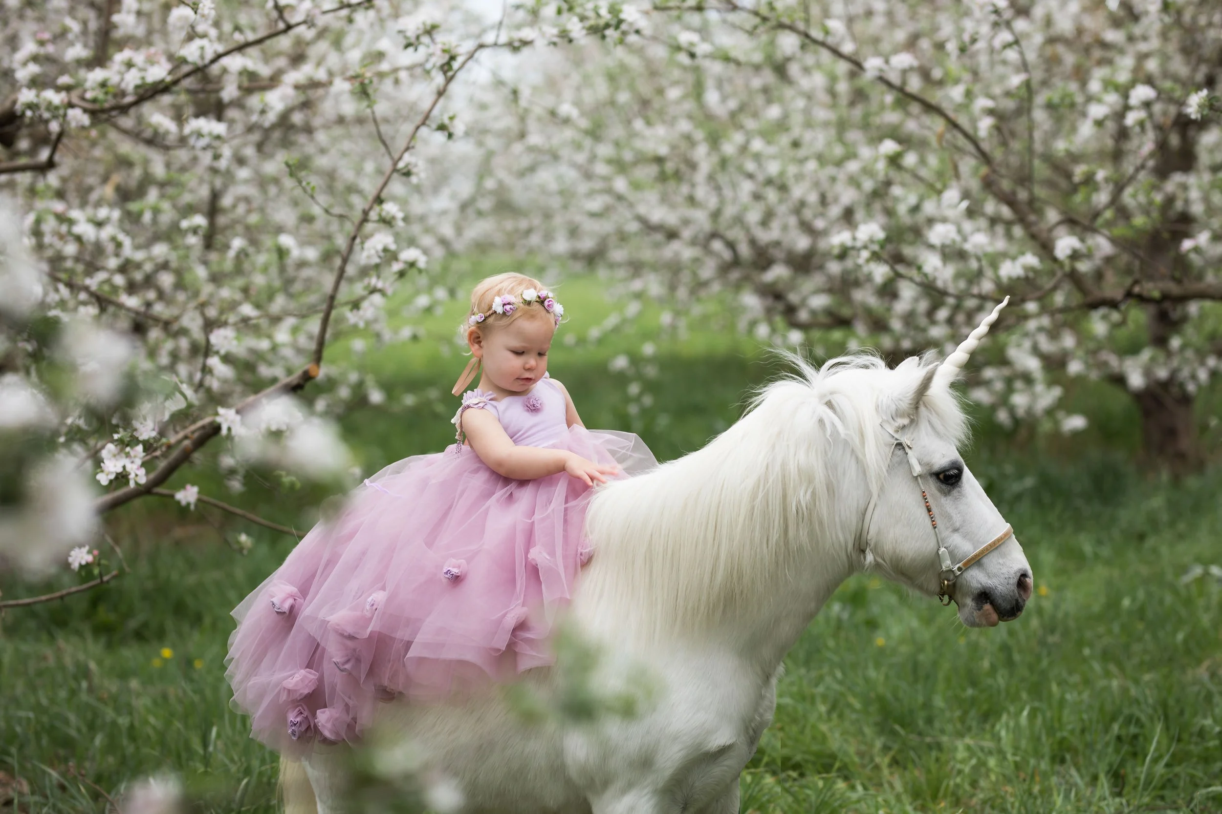Unicorn (10 of 54).jpg