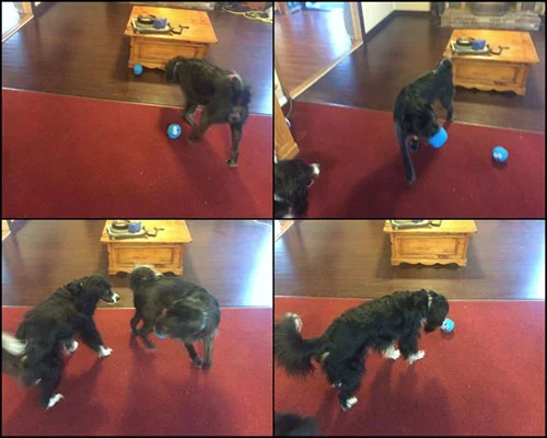 Sew an Easy Stuffed Ball Toy for Your Dog