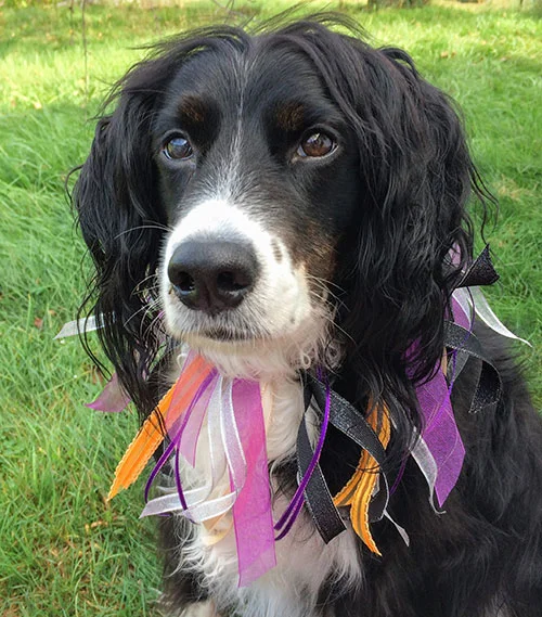 Make a Cute Halloween Dog Collar with Ribbons