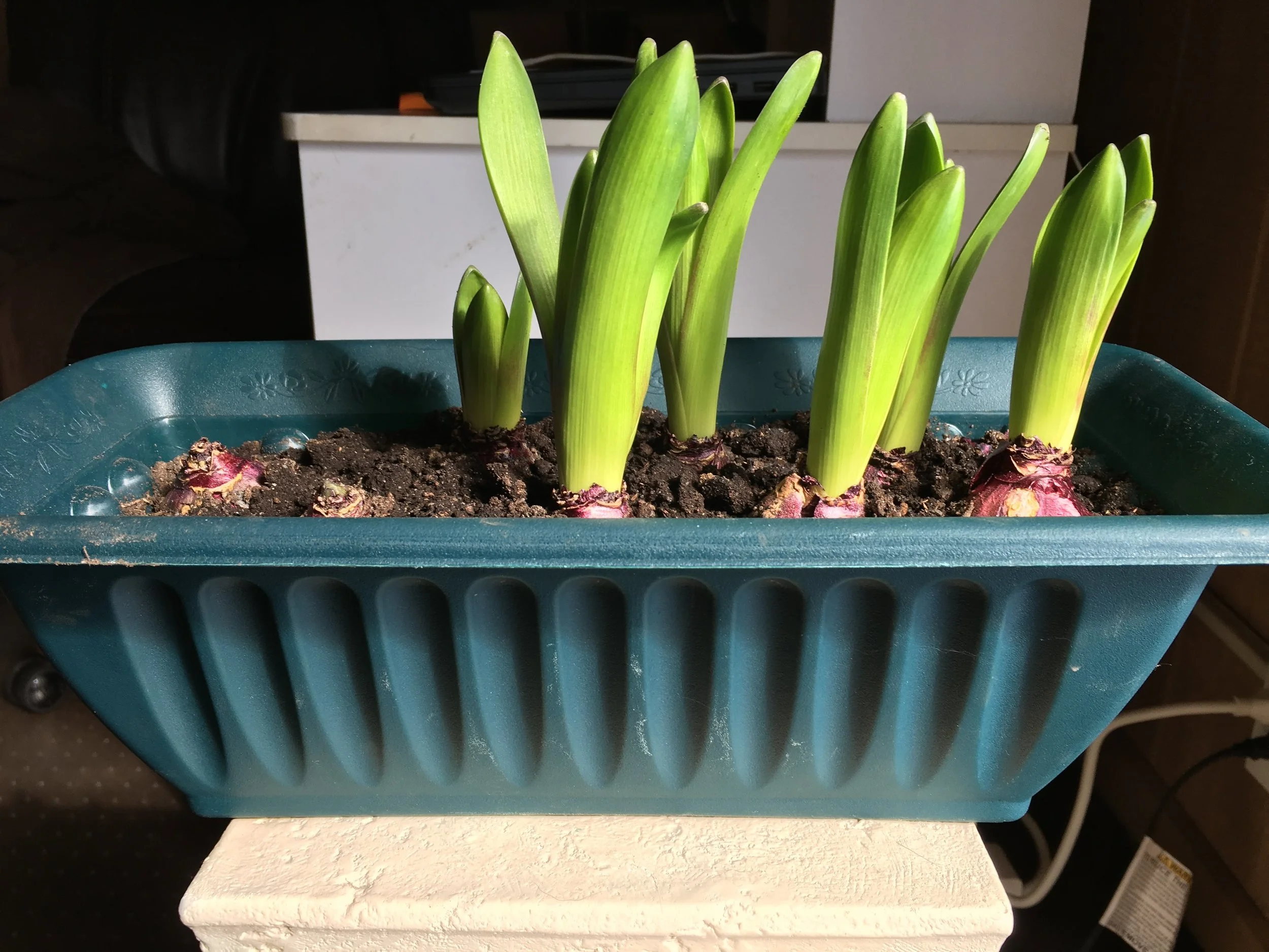 Lazy Gardener's Guide to Forcing Bulbs Indoors