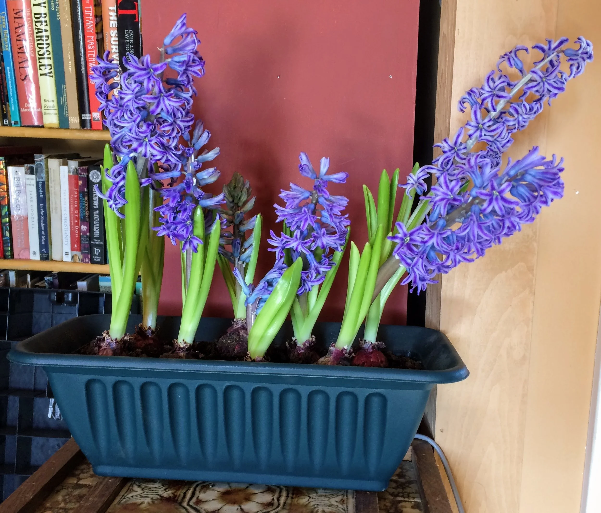 They should emerge and bloom within a few weeks. 