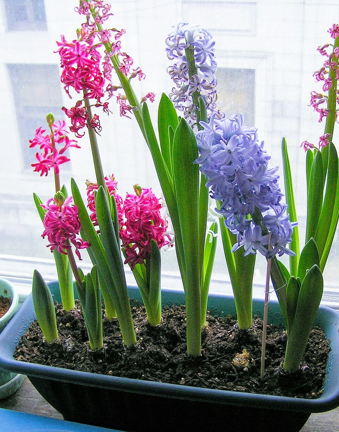 Lazy Gardener's Guide to Forcing Bulbs Indoors