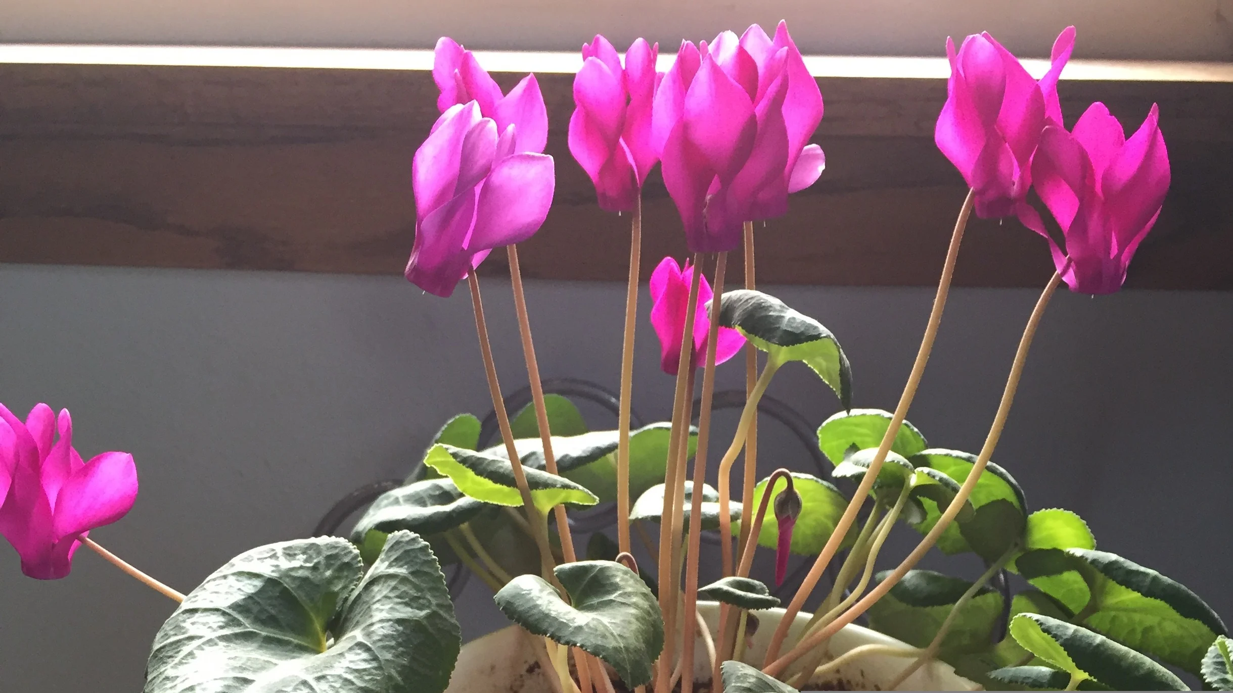 It's amazing what a little love can do