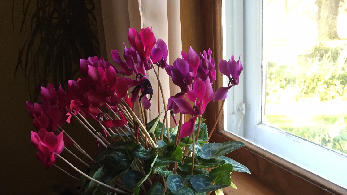 plants-love