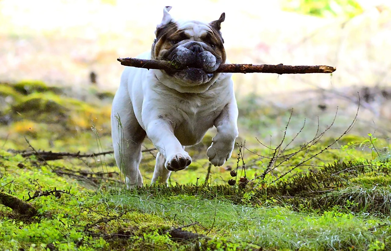 dog 4.jpg