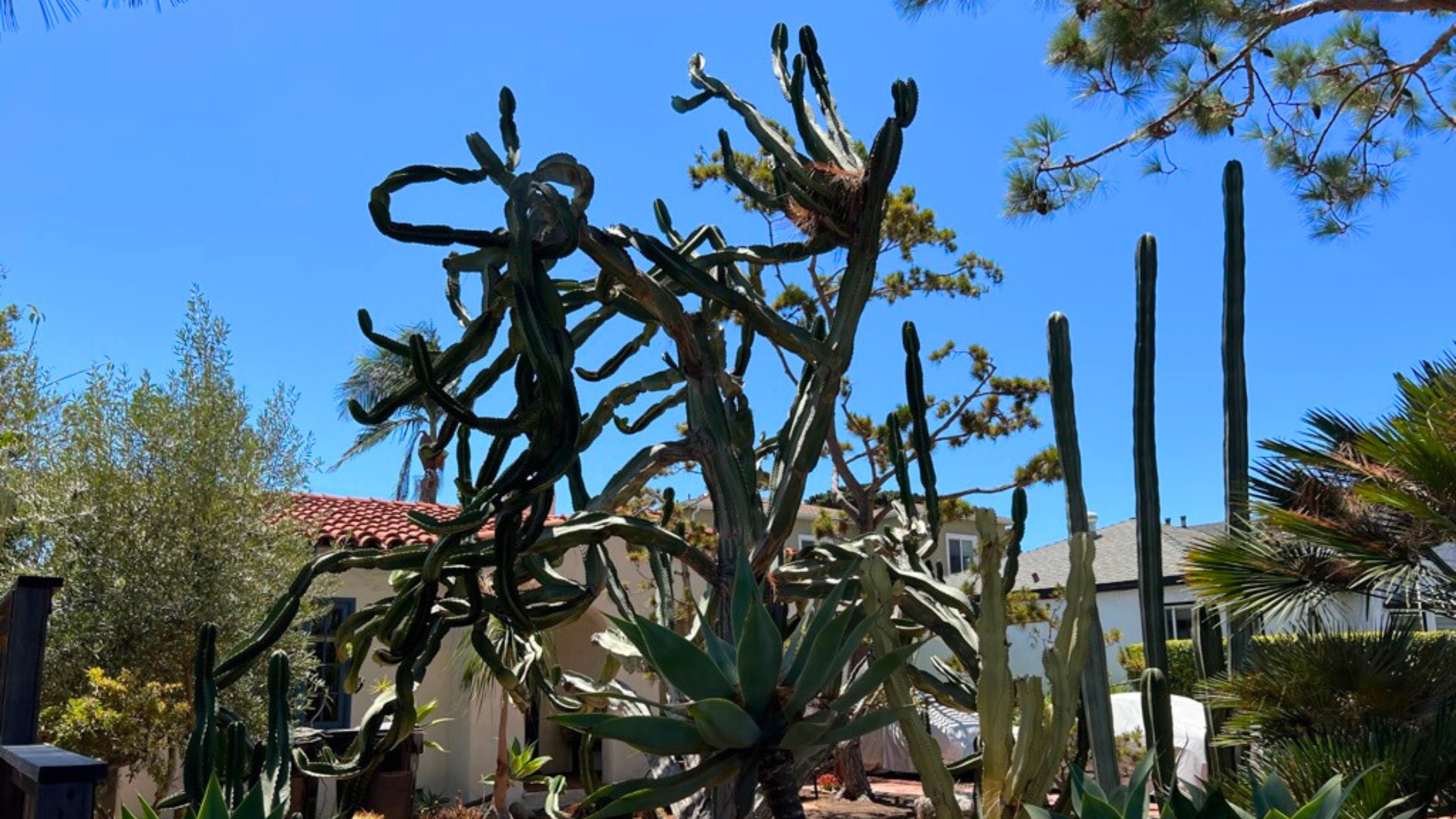 Various cacti including tall saguaros and sprawling prickly pears in a sunny San Diego garden with houses in the background. The sky is a brilliant blue.