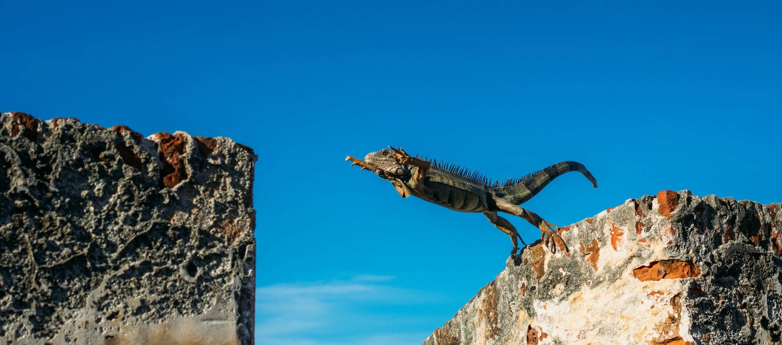 An iguana jumps the "social distribution gap" between two brick walls against a cloudless blue sky.