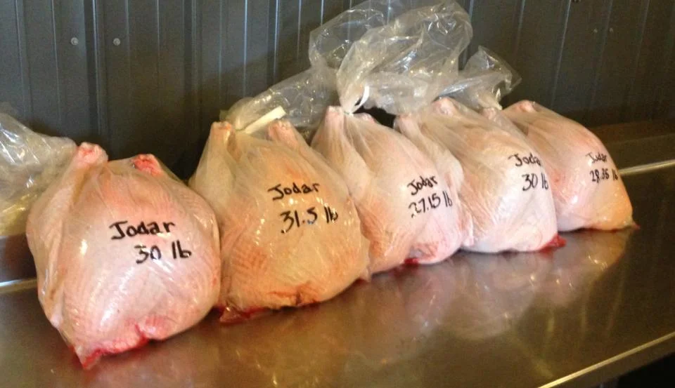 turkeys.jpg