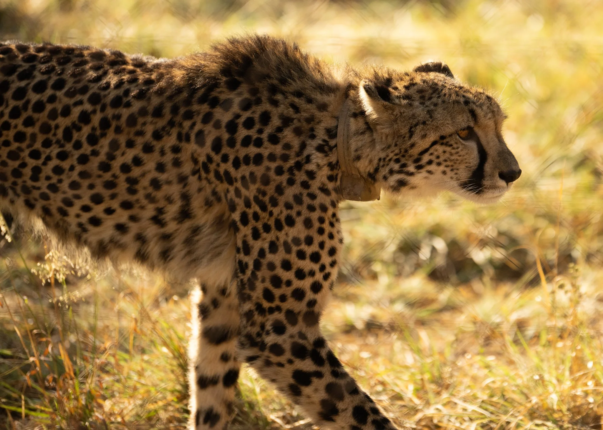 REST in SOUTH AFRICA - Luxury Safari Retreat Week at Shambala Private Game Reserve, Nelson Mandela Villa -- Limpopo Province via Johannesburg, South Africa