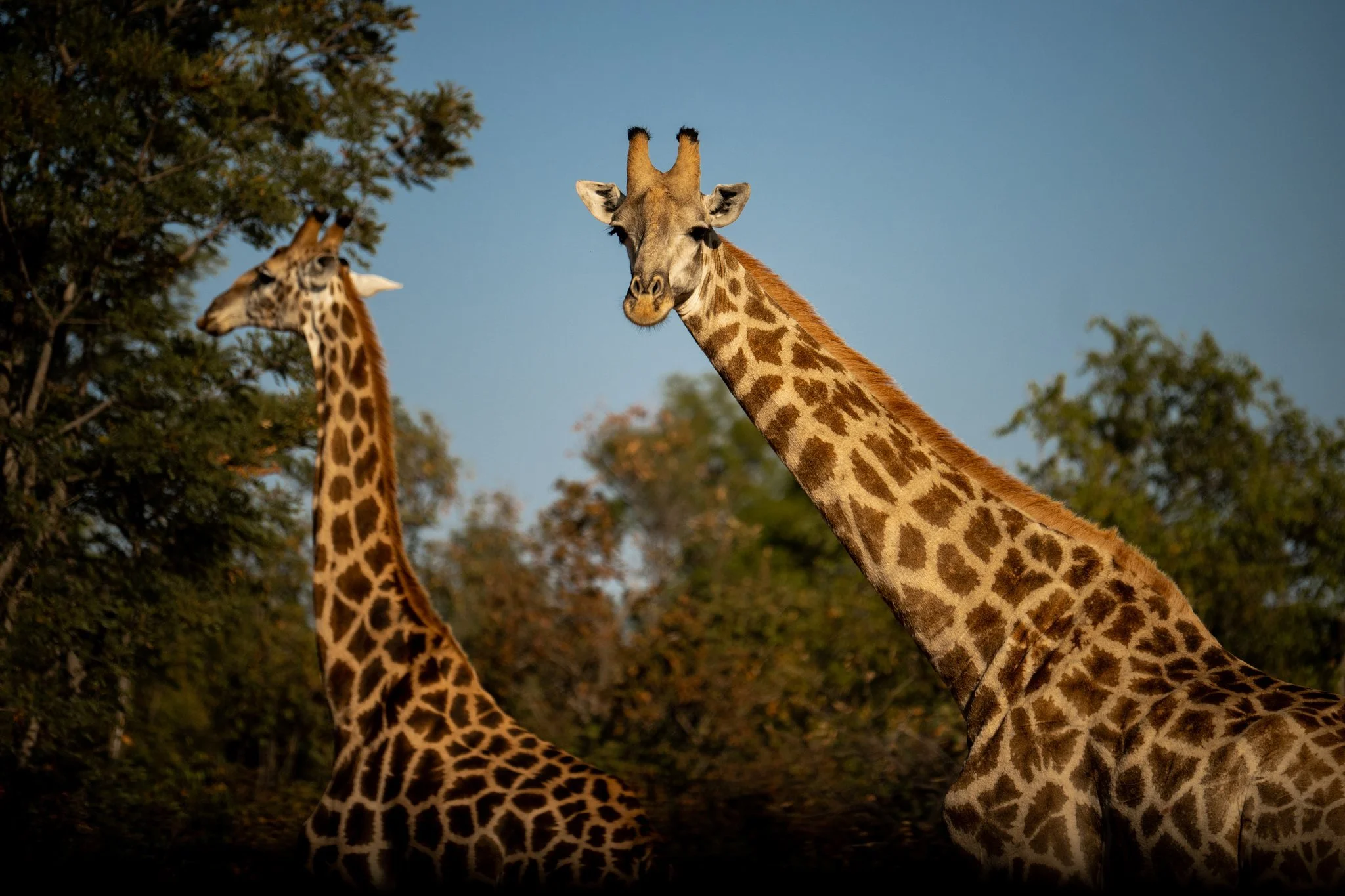 Luxury Safari Retreat Week at Shambala Private Game Reserve, Nelson Mandela Villa -- Limpopo Province via Johannesburg, South Africa