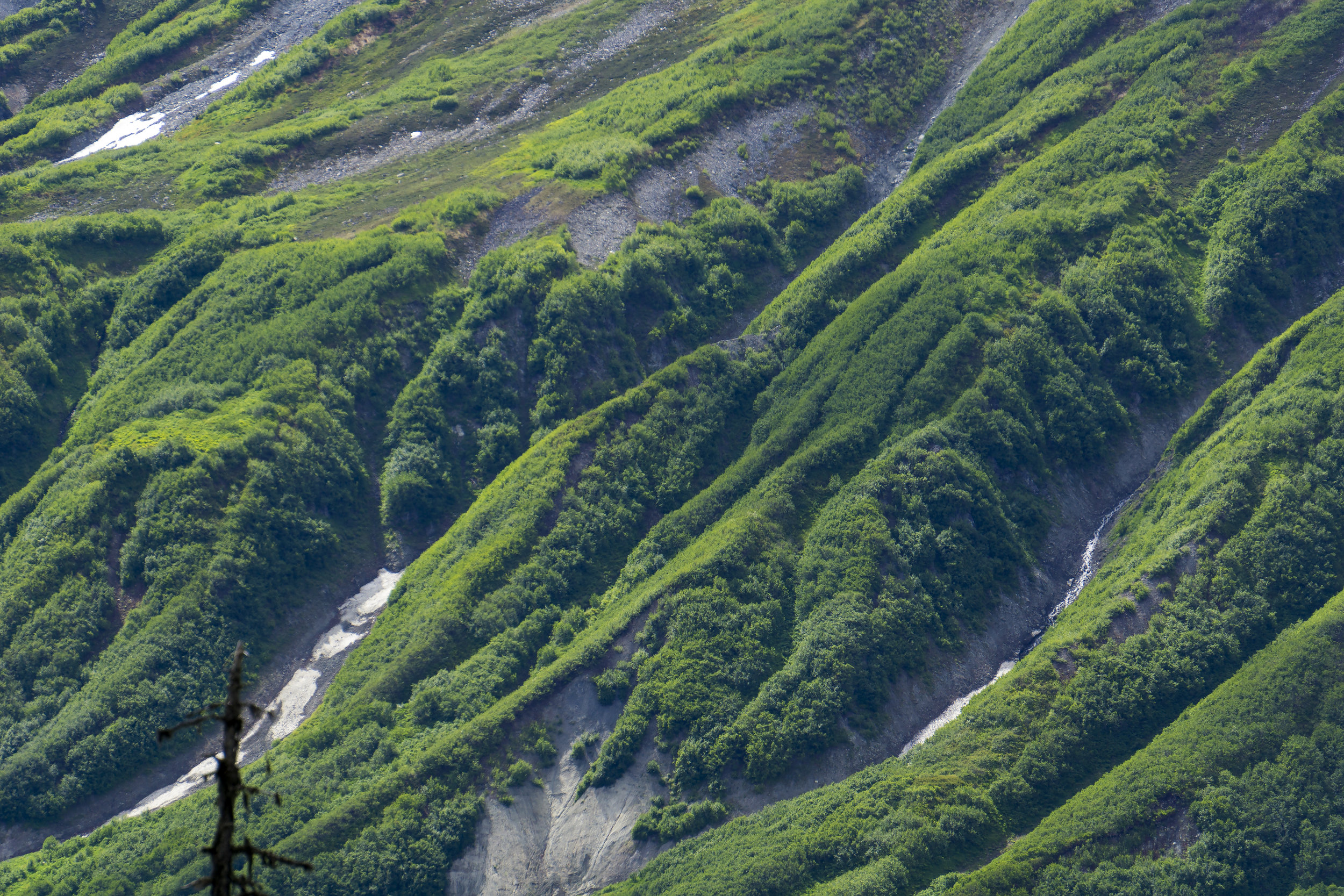 Mountainside near Haines Alaska
