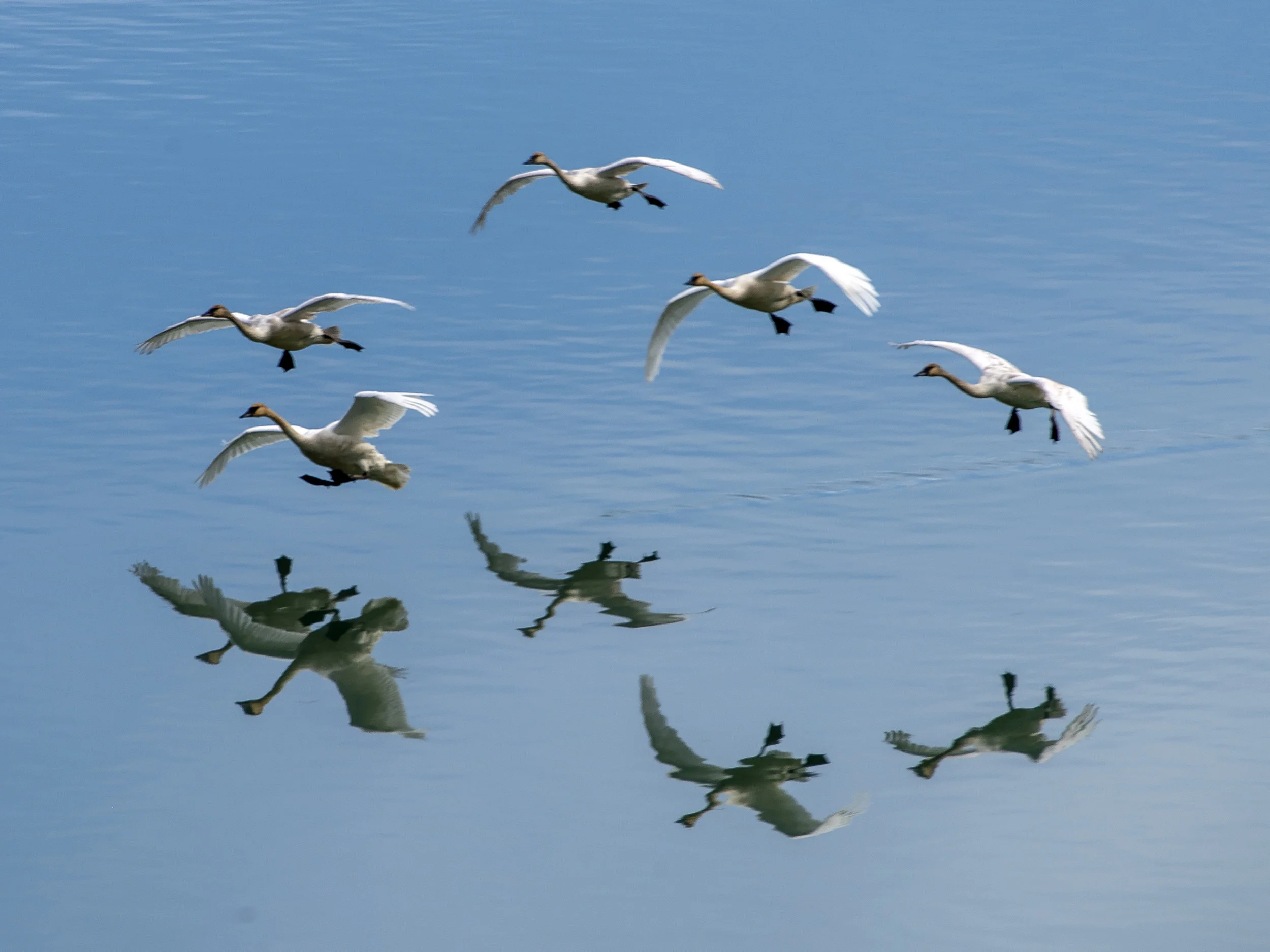 Swans landing on the Yukon River