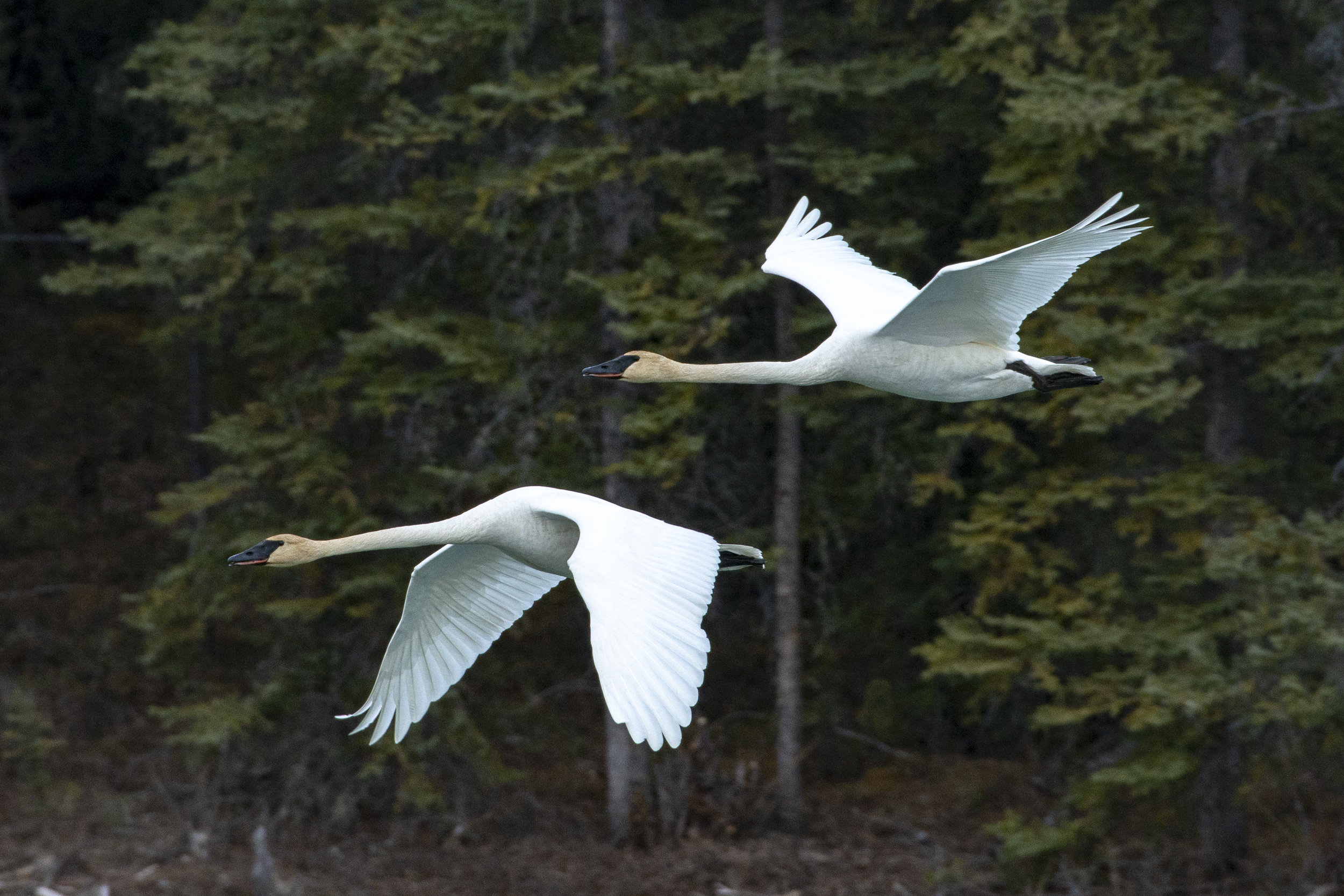 Swans heading north over the Yukon River, spring 2019