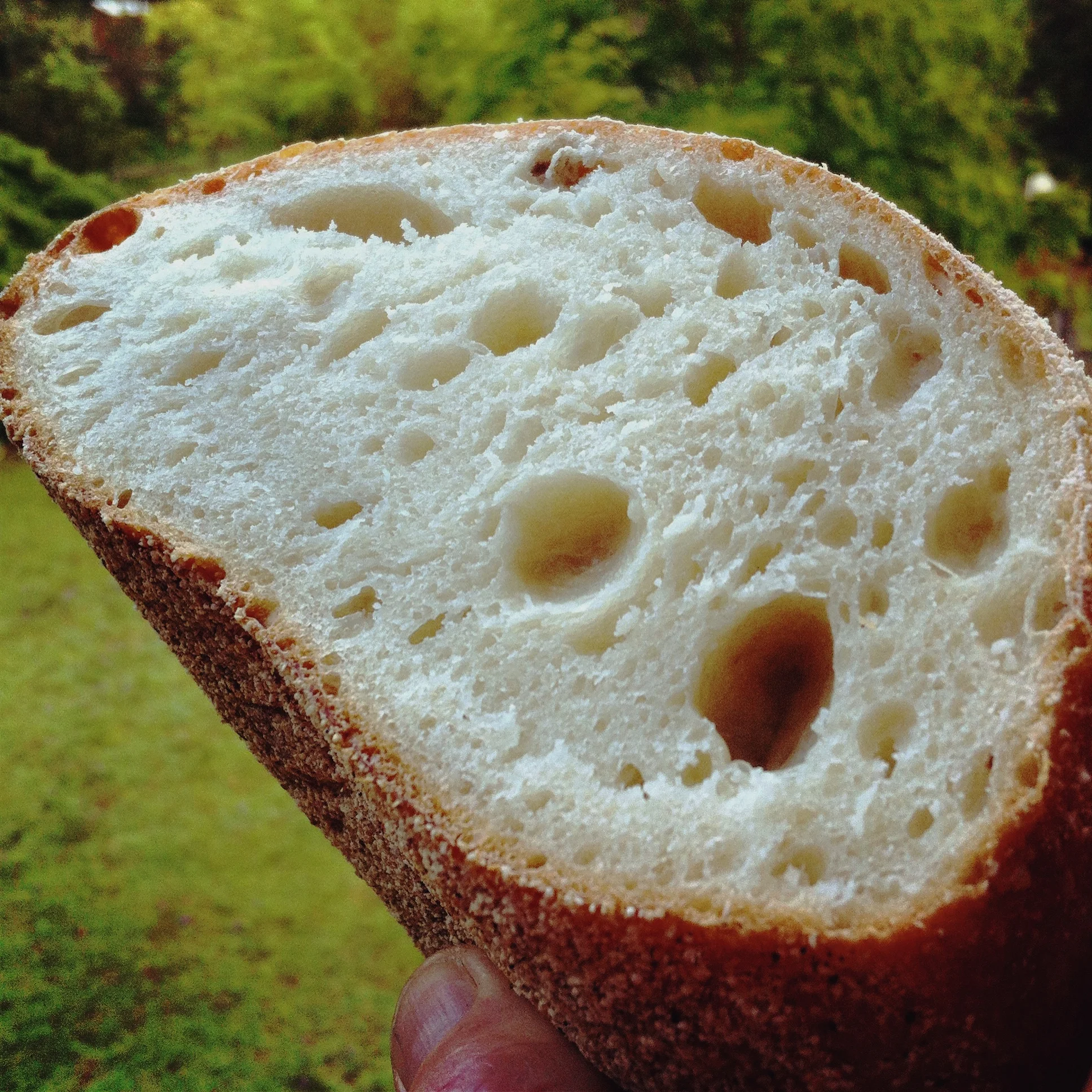 Open Crumb White Sourdough