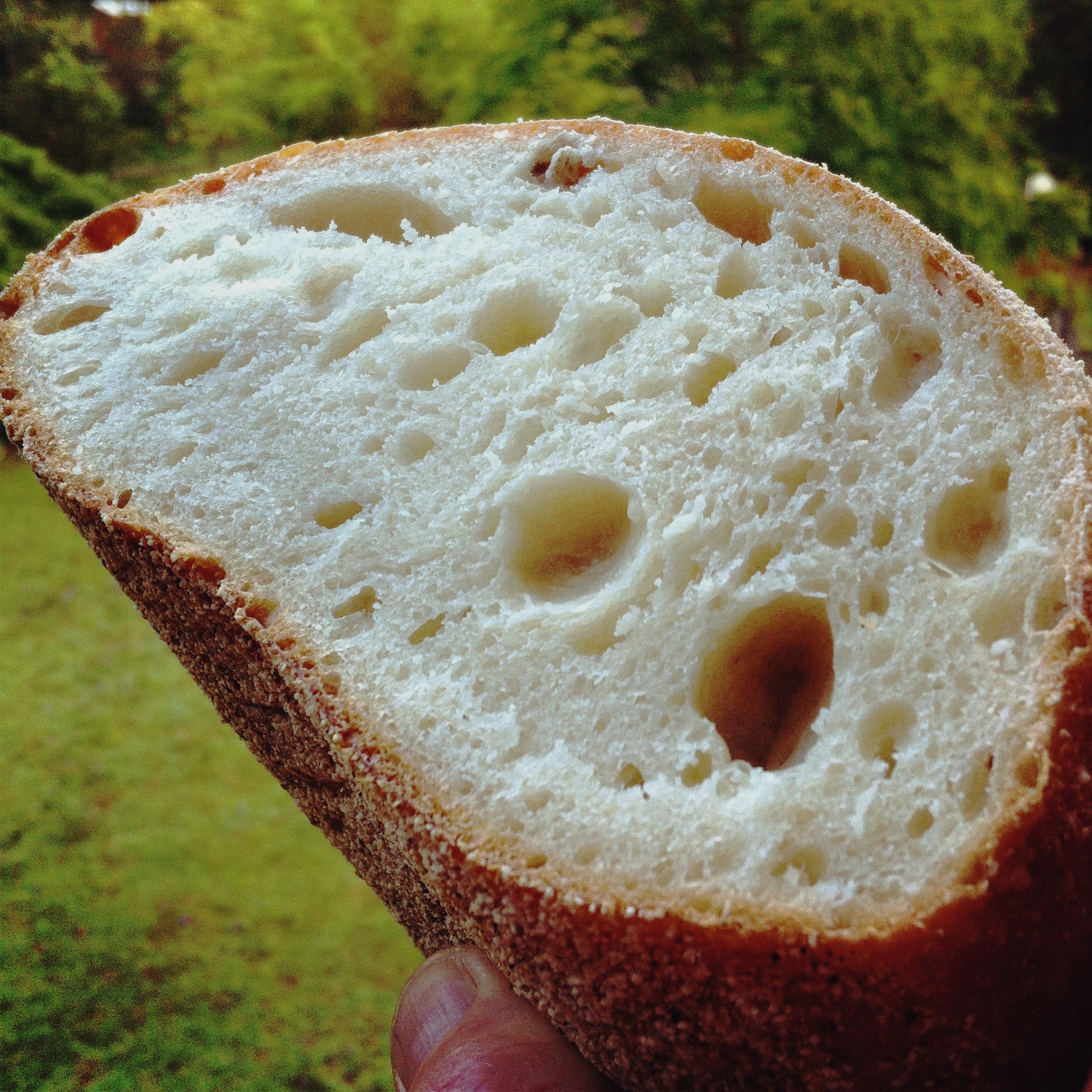 Open Crumb White Sourdough
