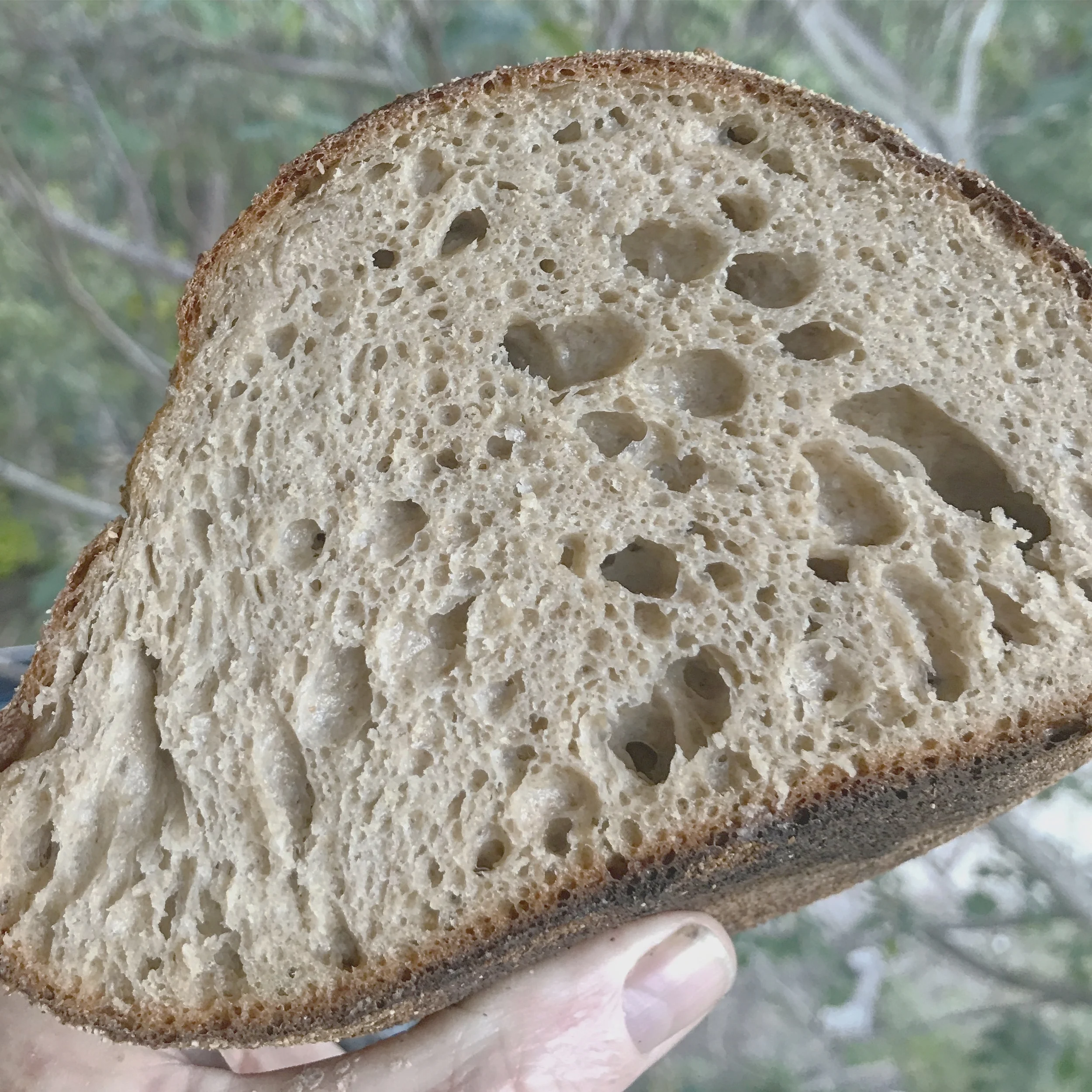 Wholewheat Sourdough