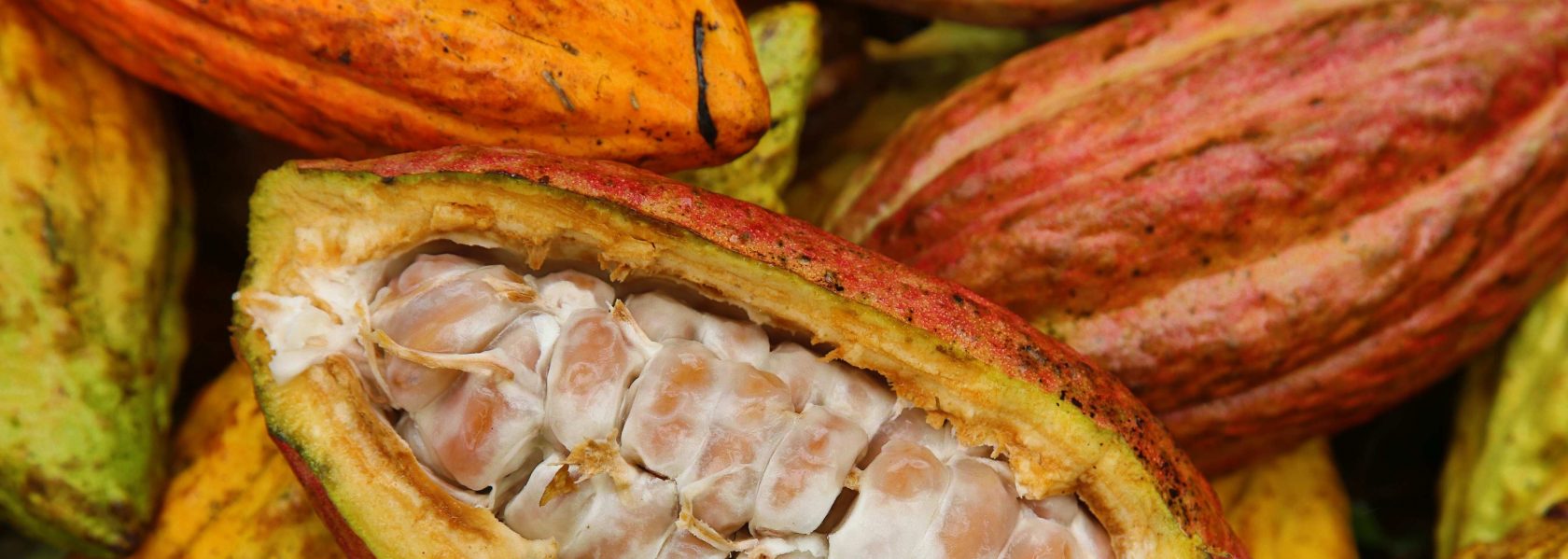 cropped-PIX-Val-cocoa-pod-open.jpg