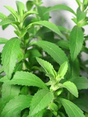 Stevia Plant Start