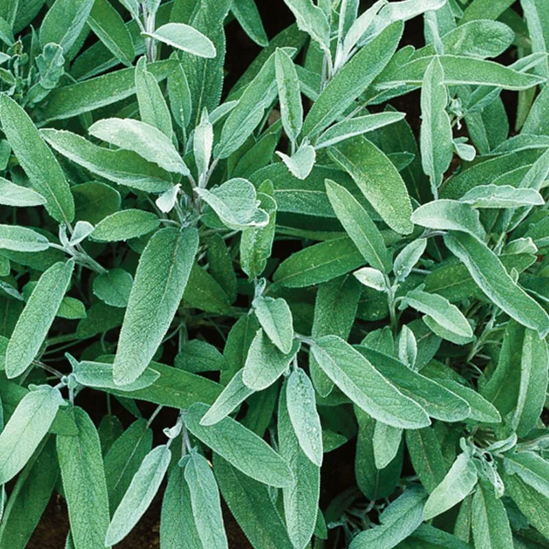 Common Sage Plant Start