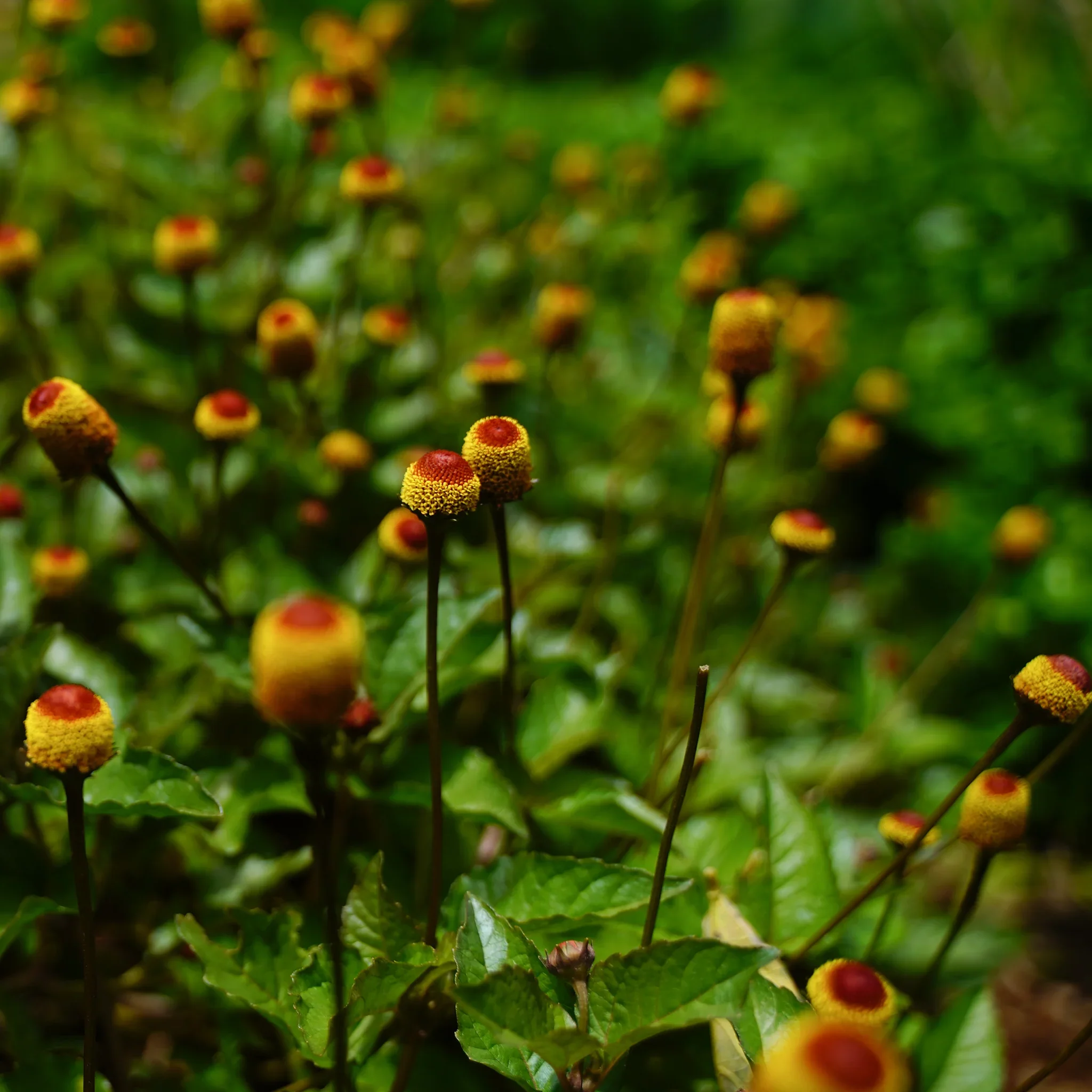 Spilanthes.webp