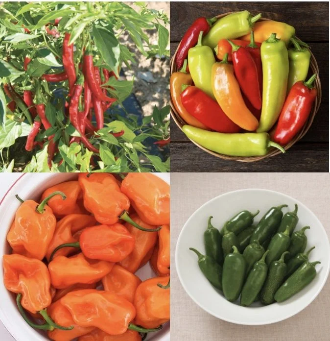 Image 3-1-26 at 11.17 AM.jpeg